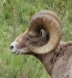 Big Horn Ram - two horns like a lamb