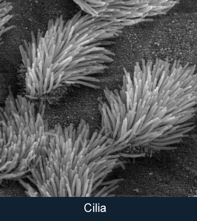 Cilia