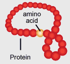 codon - protein molecule - an amino acid chain