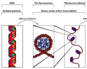 nucleosome - beads on a string